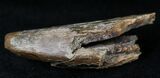 Partial Tyrannosaur Tooth - Montana #21394-3